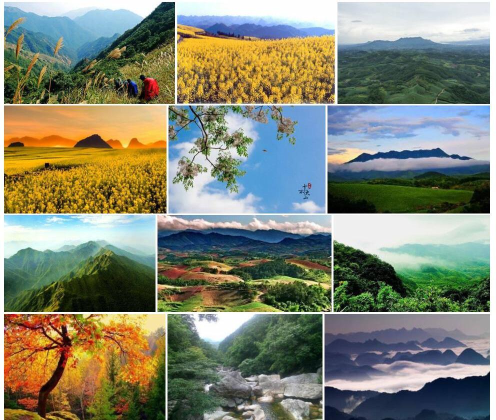 十万大山润楠照片和图片/