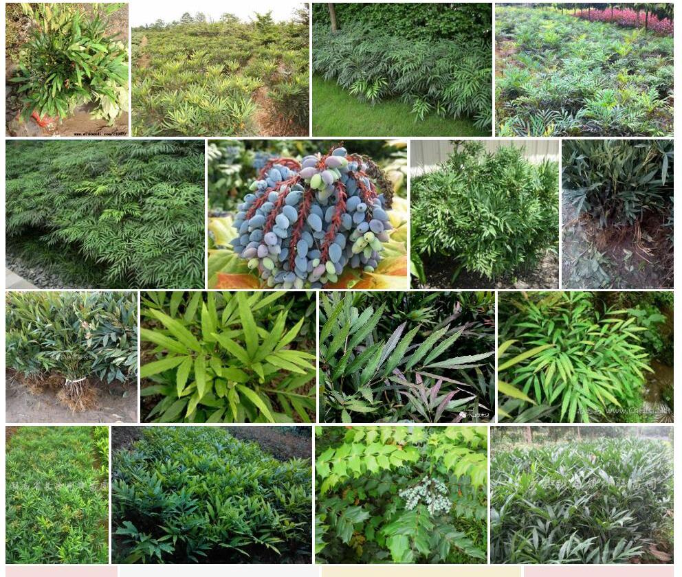 十大功劳照片和图片/