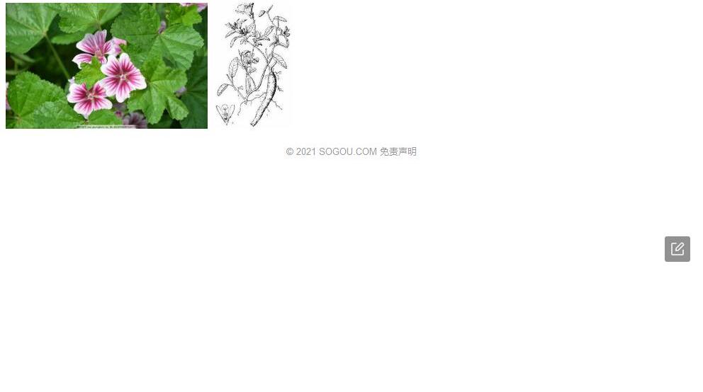 十裂葵照片和图片/