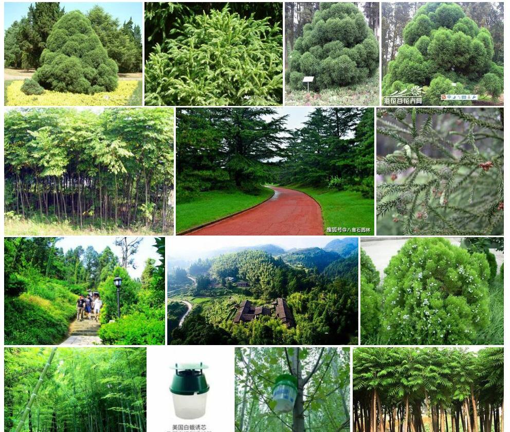 千头柳杉照片和图片/