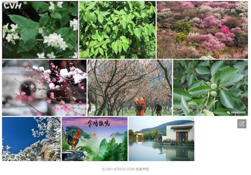 千山山梅花照片和图片/