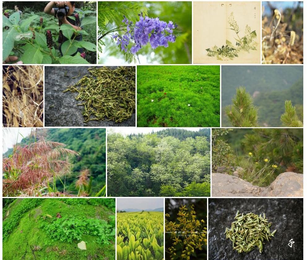 千山蒿照片和图片/
