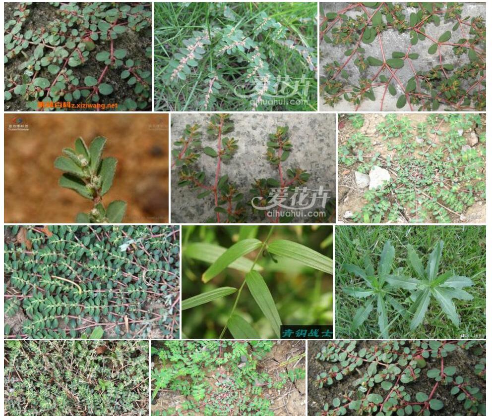 千根草照片和图片/