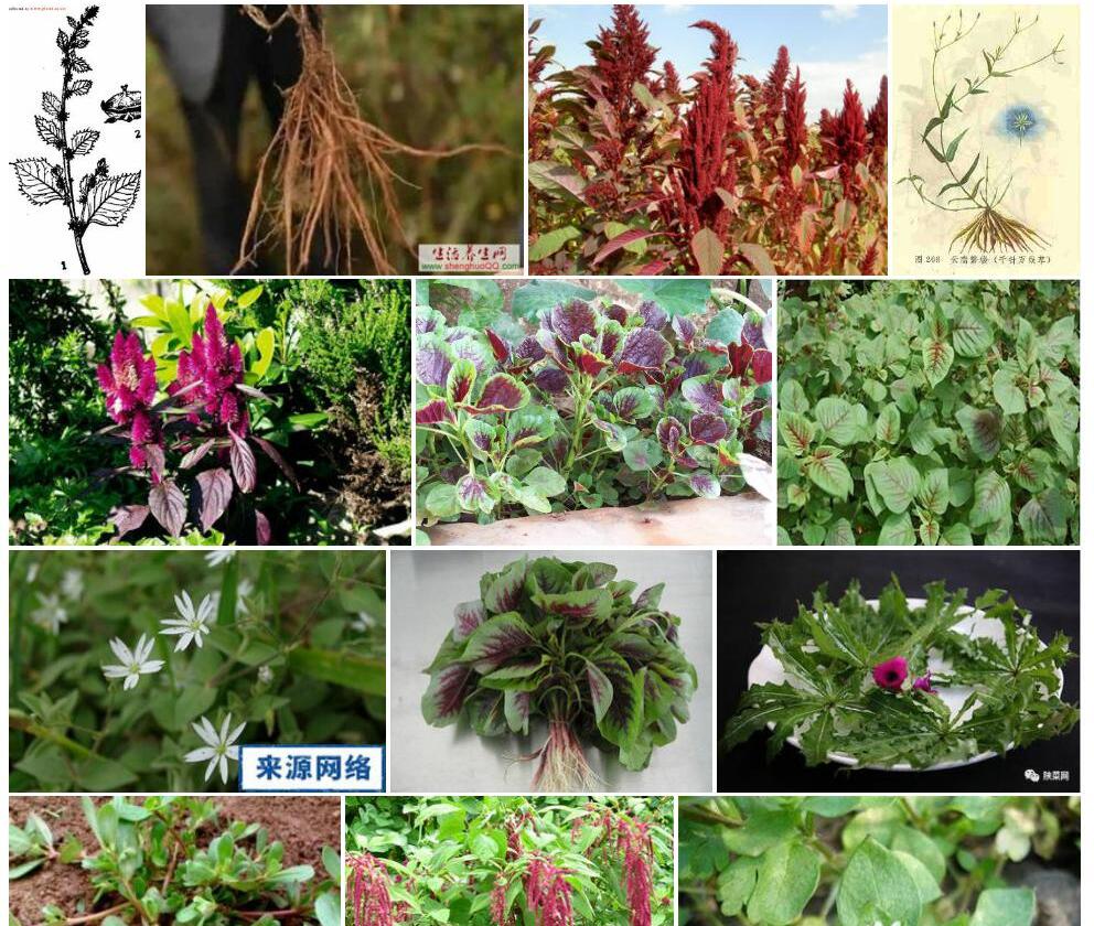 千针苋照片和图片/