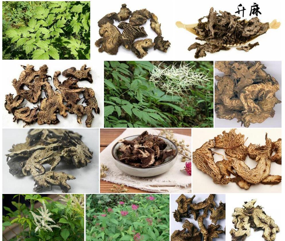 升麻照片和图片/