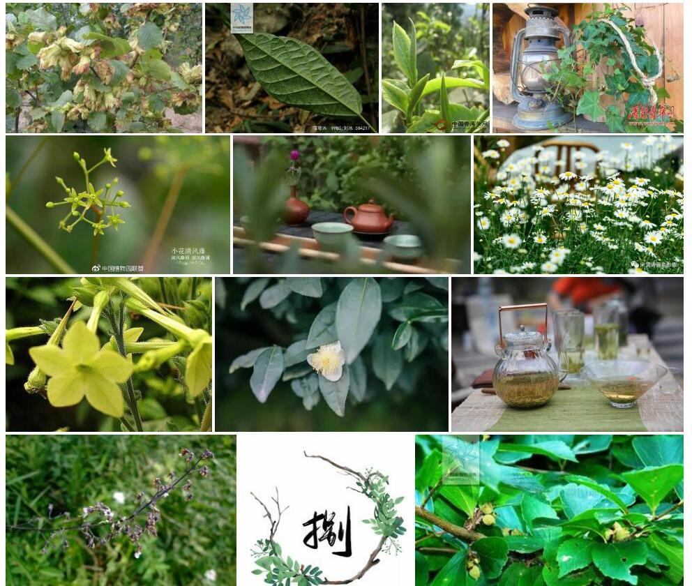 半宿萼茶照片和图片/
