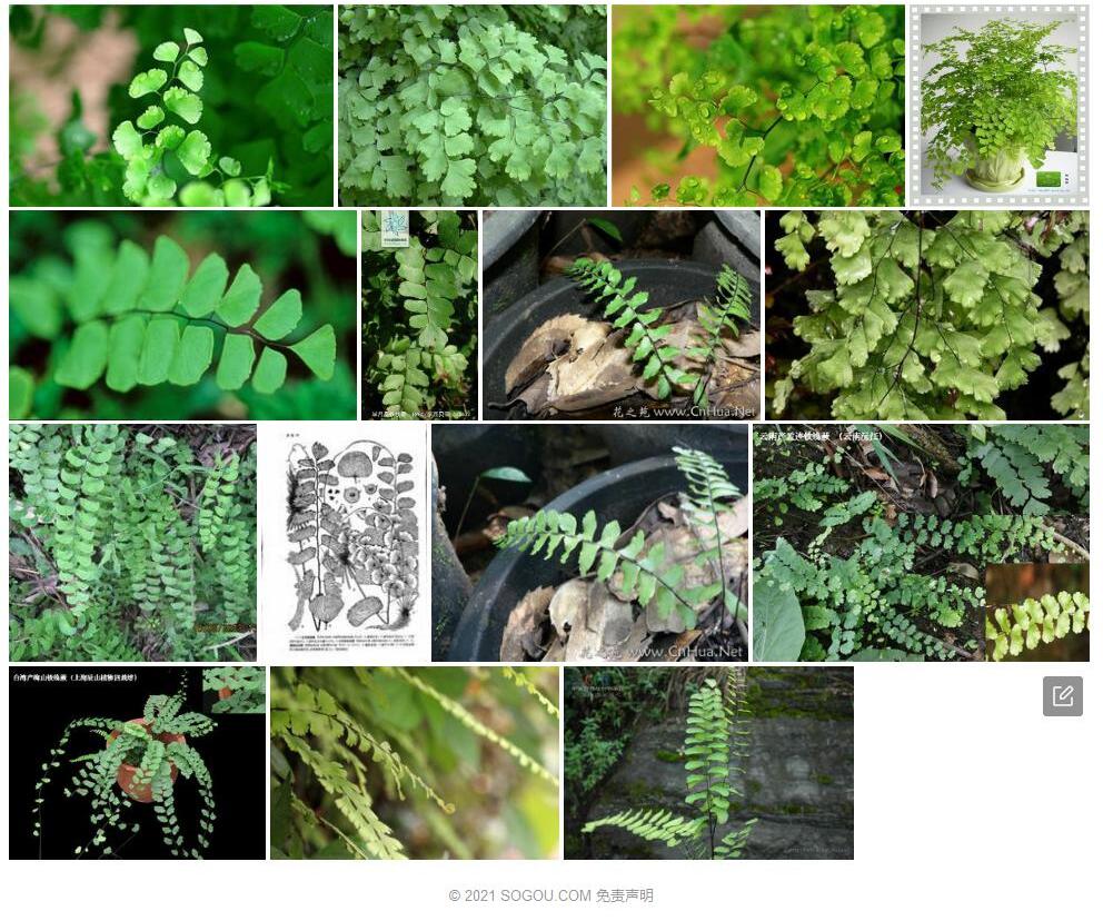 半月形铁线蕨照片和图片/