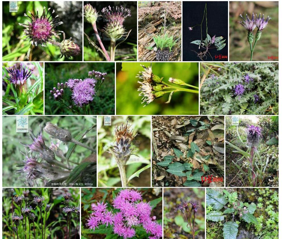 半琴叶风毛菊照片和图片/