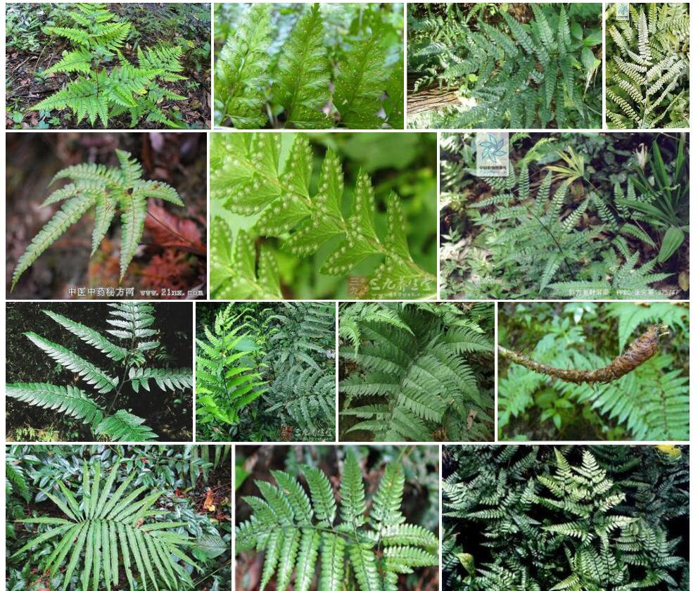 半育复叶耳蕨照片和图片/