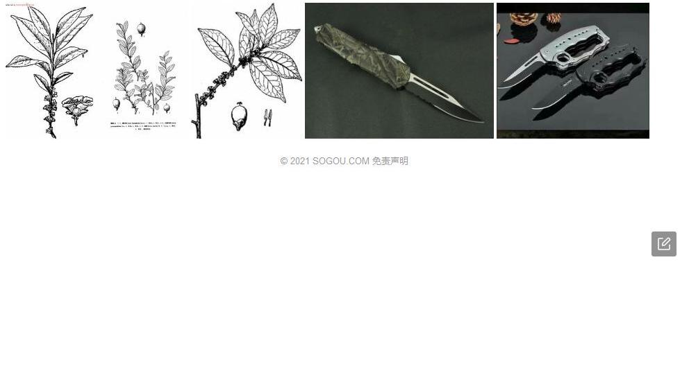 半齿柃照片和图片/