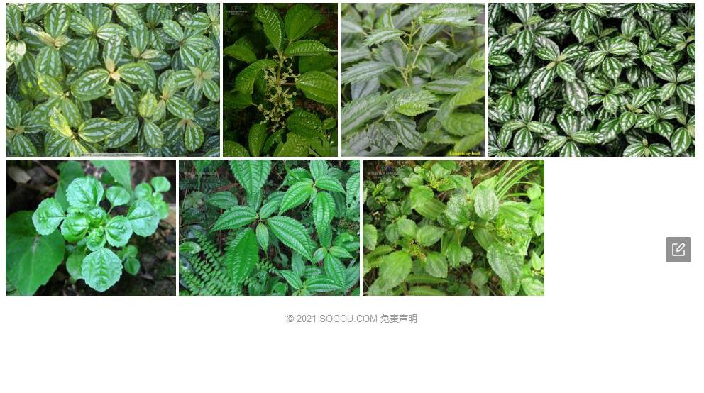 华中冷水花照片和图片/