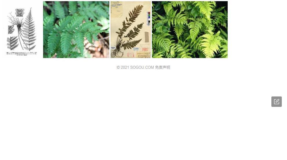 华中茯蕨照片和图片/
