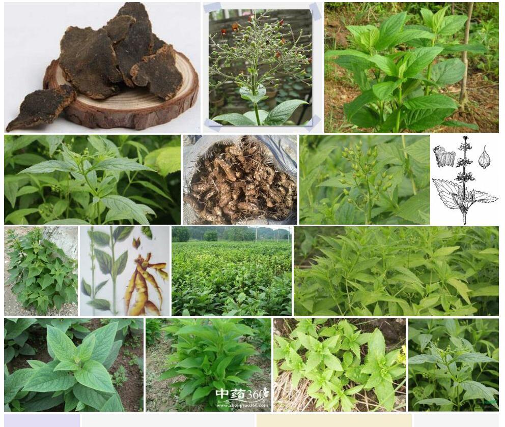 华北玄参照片和图片/