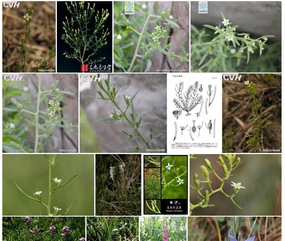 华北百蕊草照片和图片/
