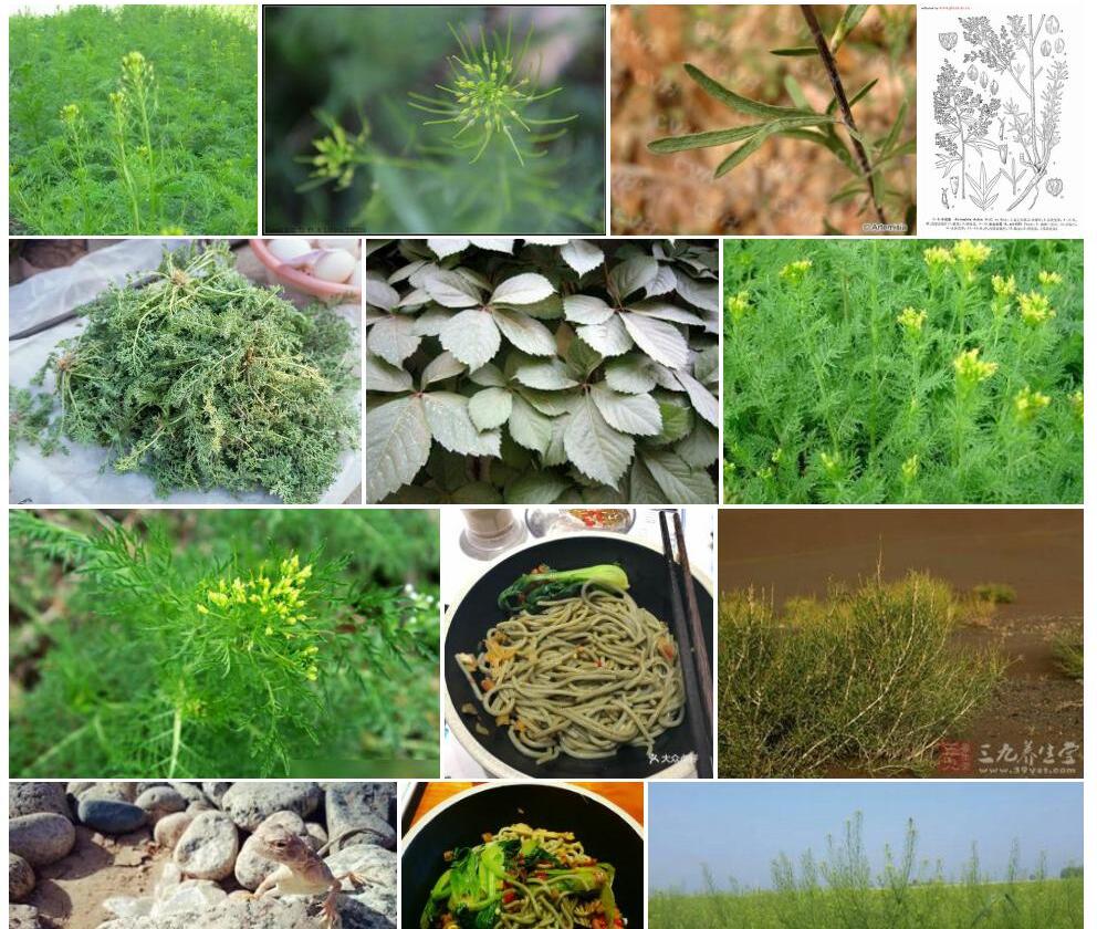 华北米蒿照片和图片/