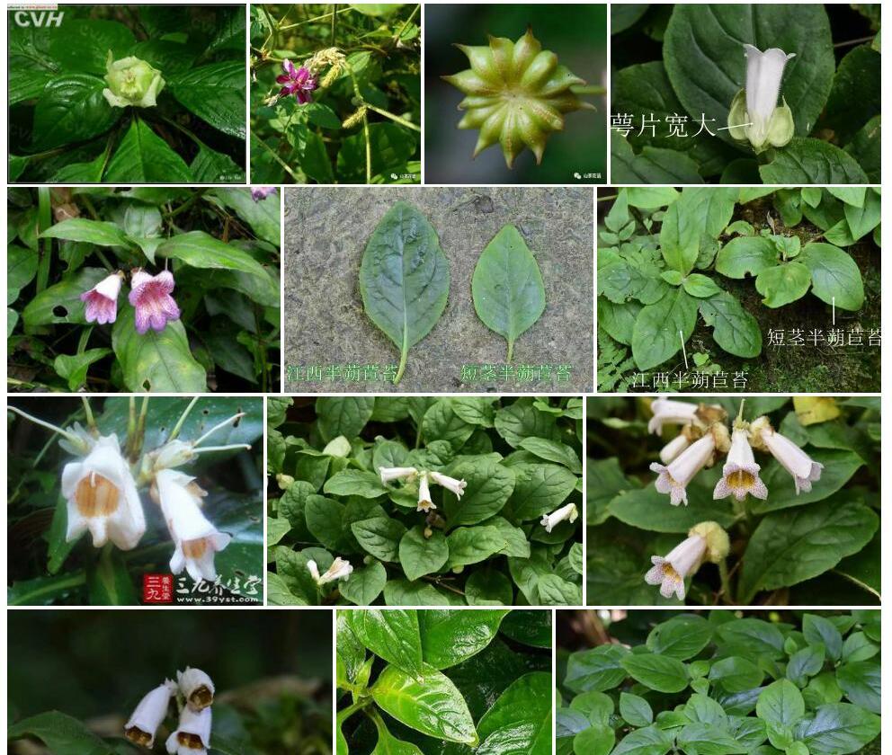 华南半蒴苣苔照片和图片/