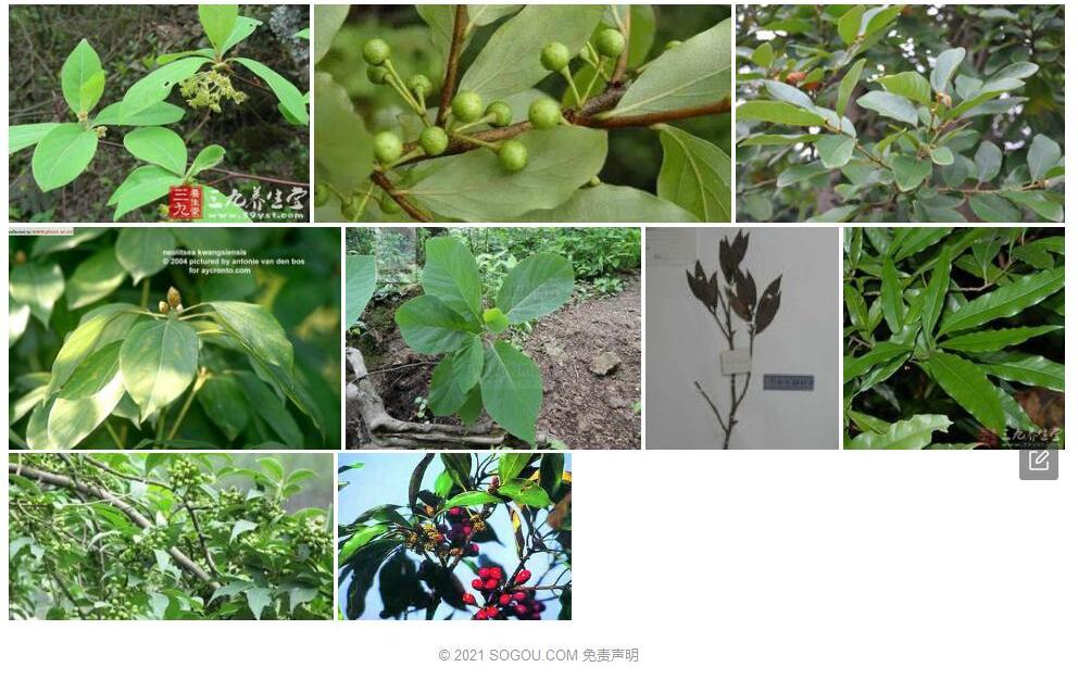 华南木姜子照片和图片/