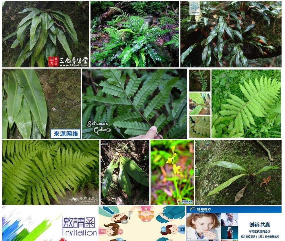 华南舌蕨照片和图片/
