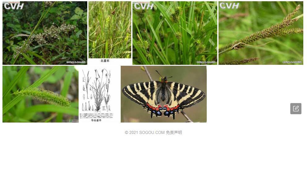 华南薹草照片和图片/