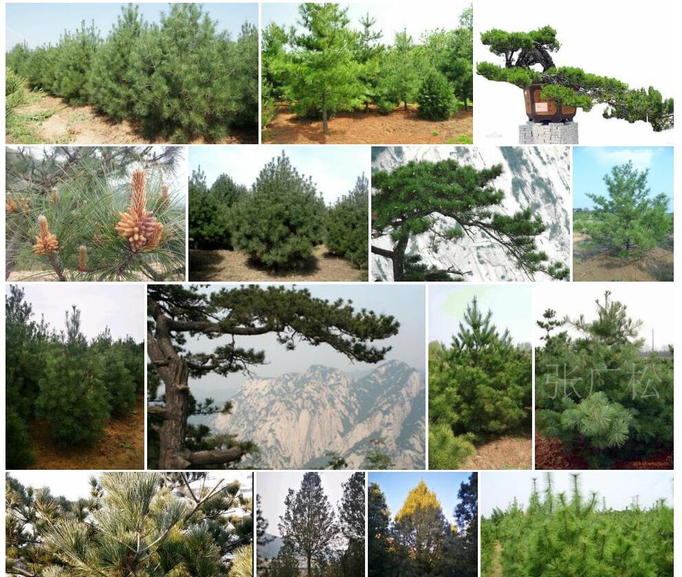 华山松照片和图片/