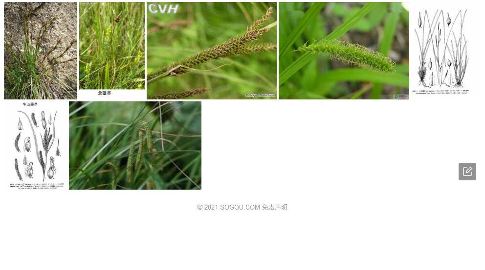 华山薹草照片和图片/
