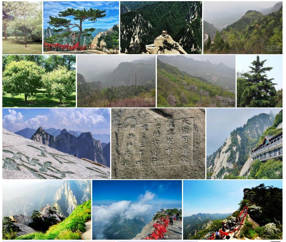 华山马鞍树照片和图片/