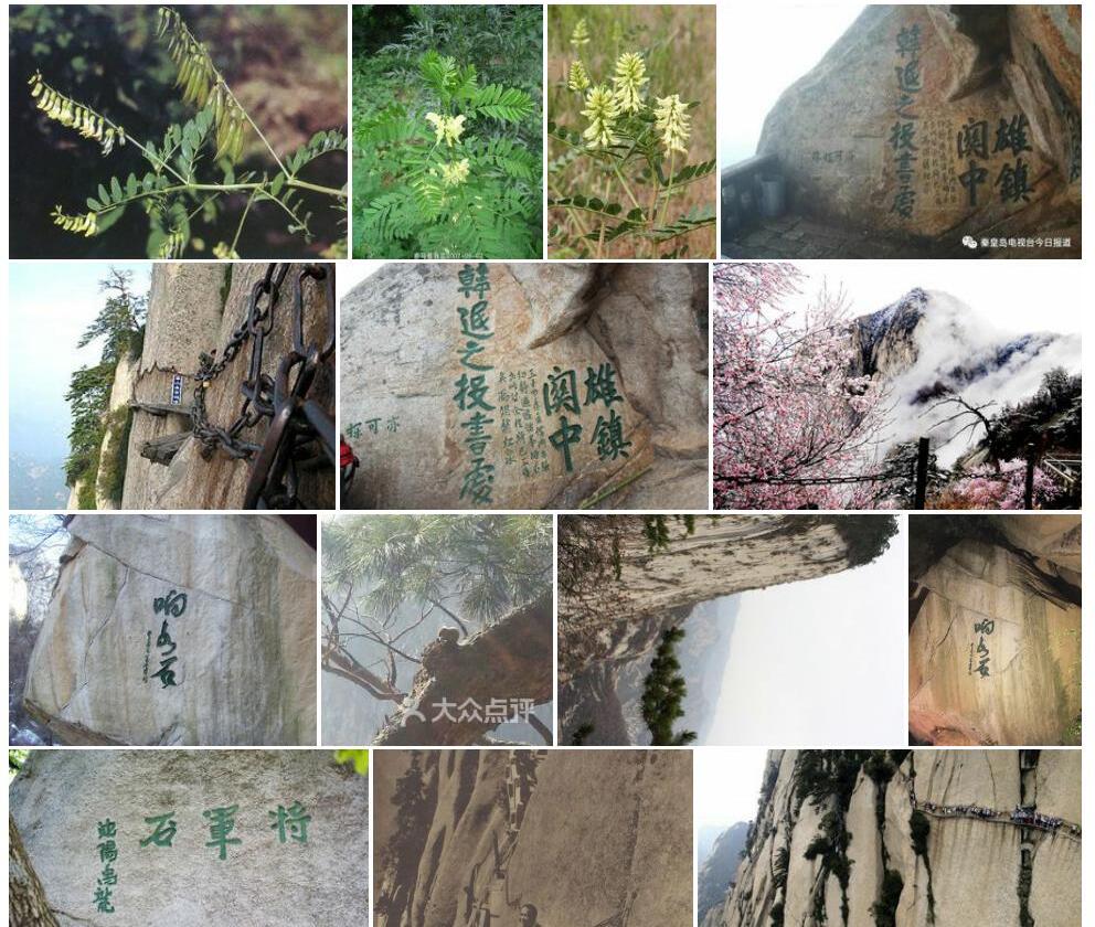 华山黄耆照片和图片/