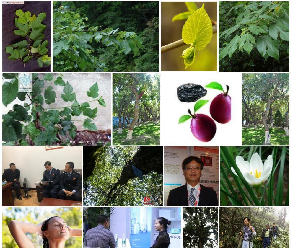 华桑照片和图片/