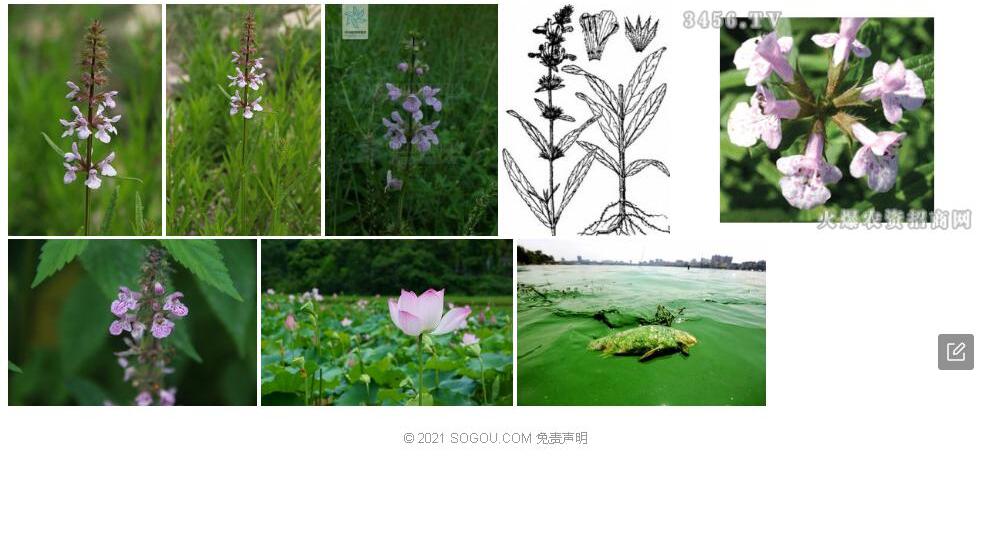 华水苏照片和图片/