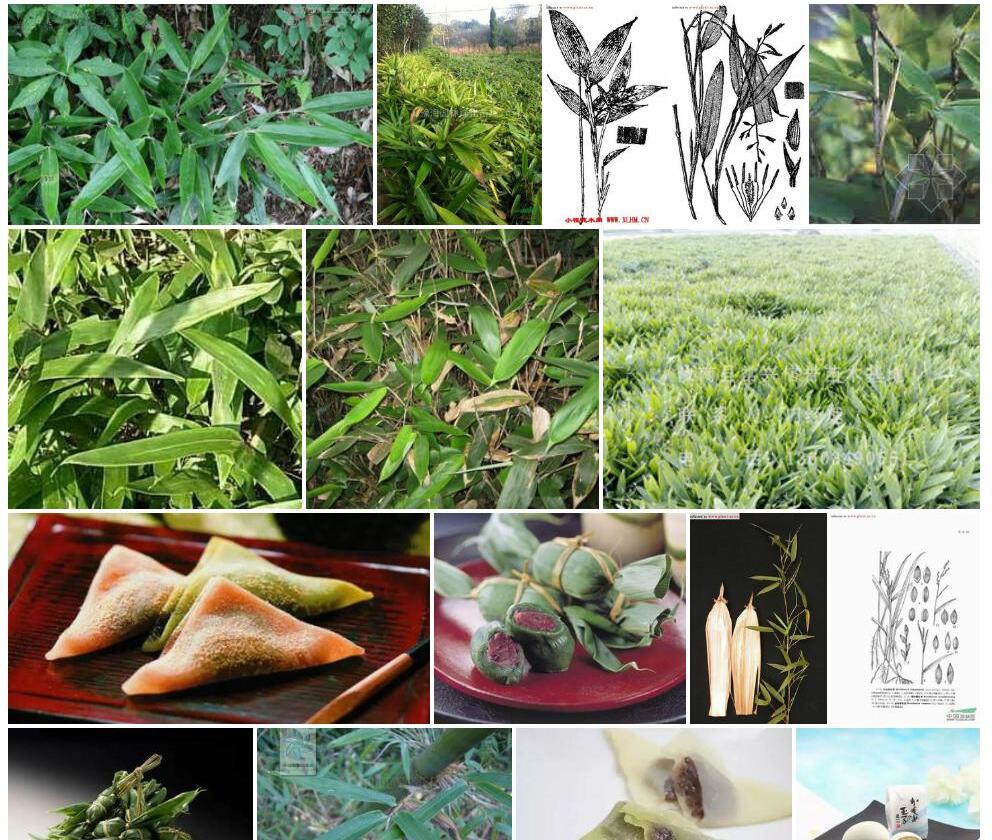 华箬竹照片和图片/