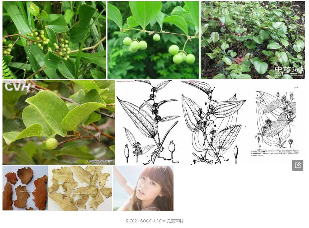 华肖菝葜照片和图片/