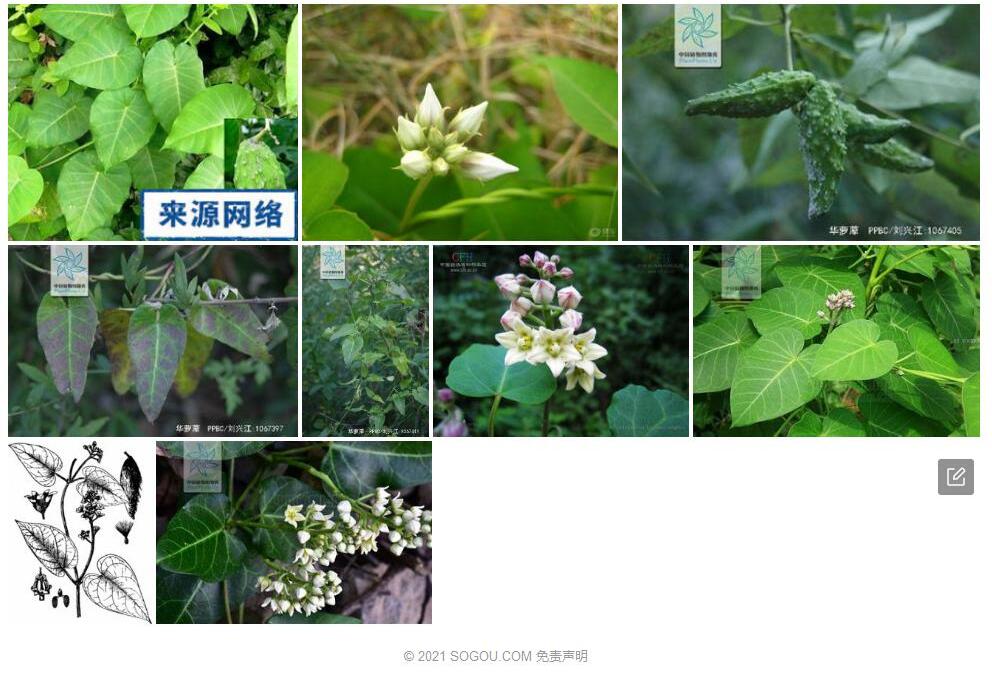 华萝藦照片和图片/