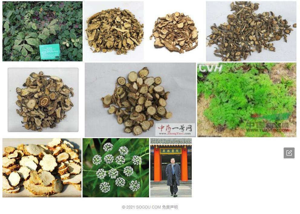 华西前胡照片和图片/