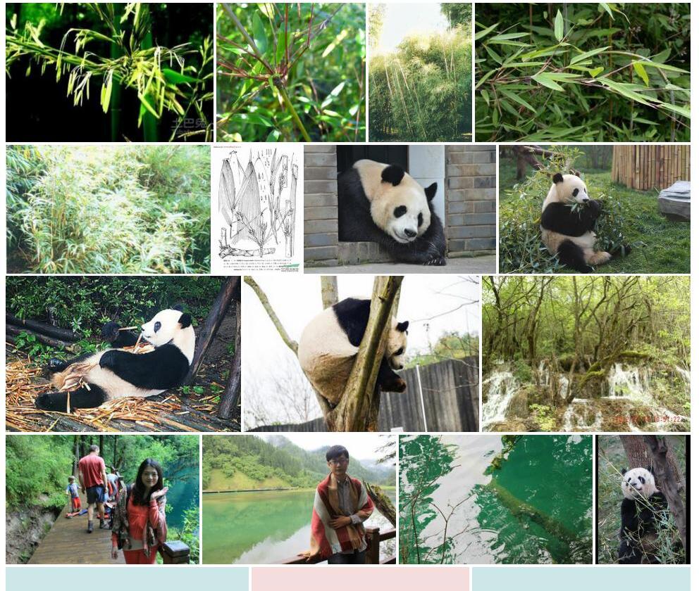 华西箭竹照片和图片/