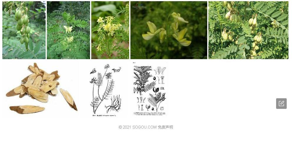 华黄耆照片和图片/