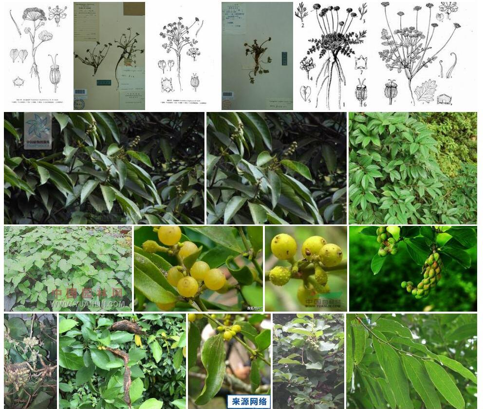 单叶瘤果芹照片和图片/