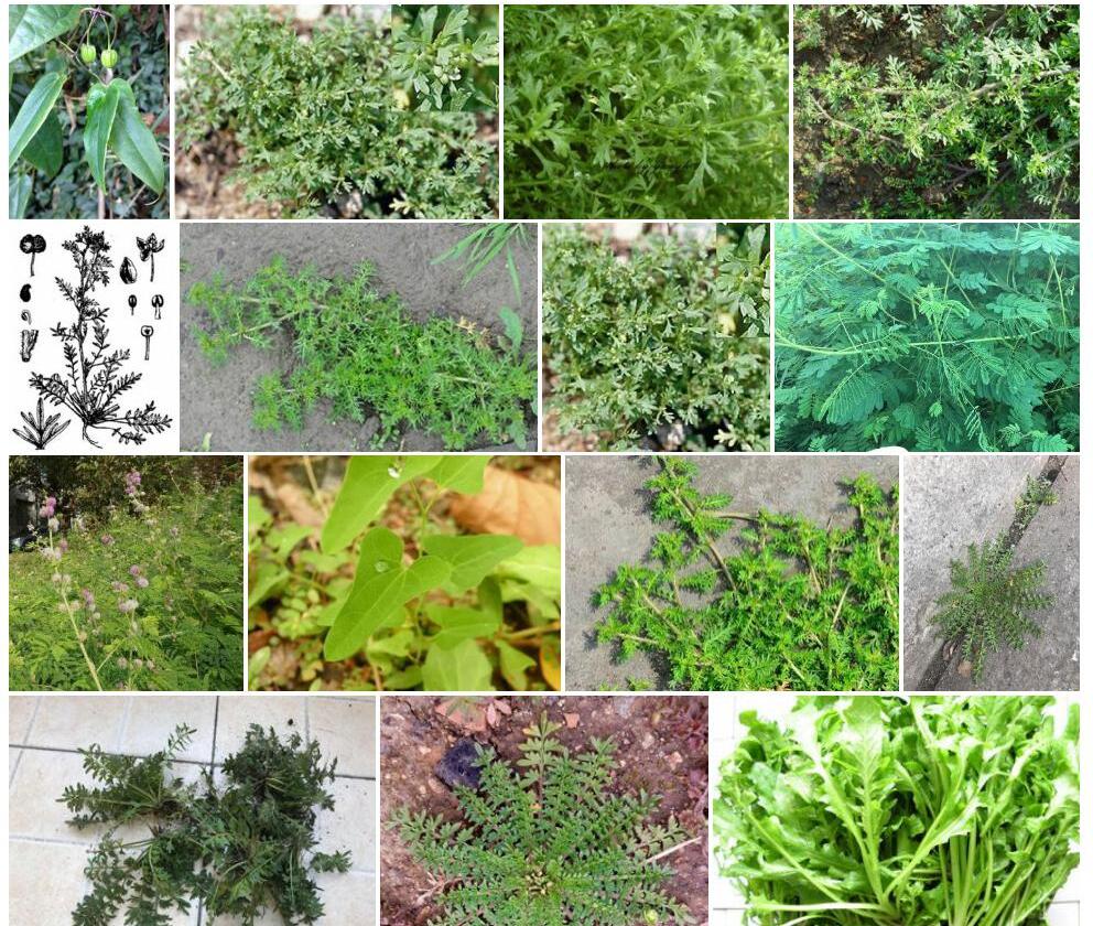 单叶臭荠照片和图片/
