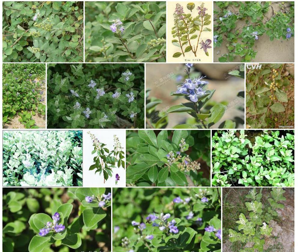 单叶蔓荆照片和图片/