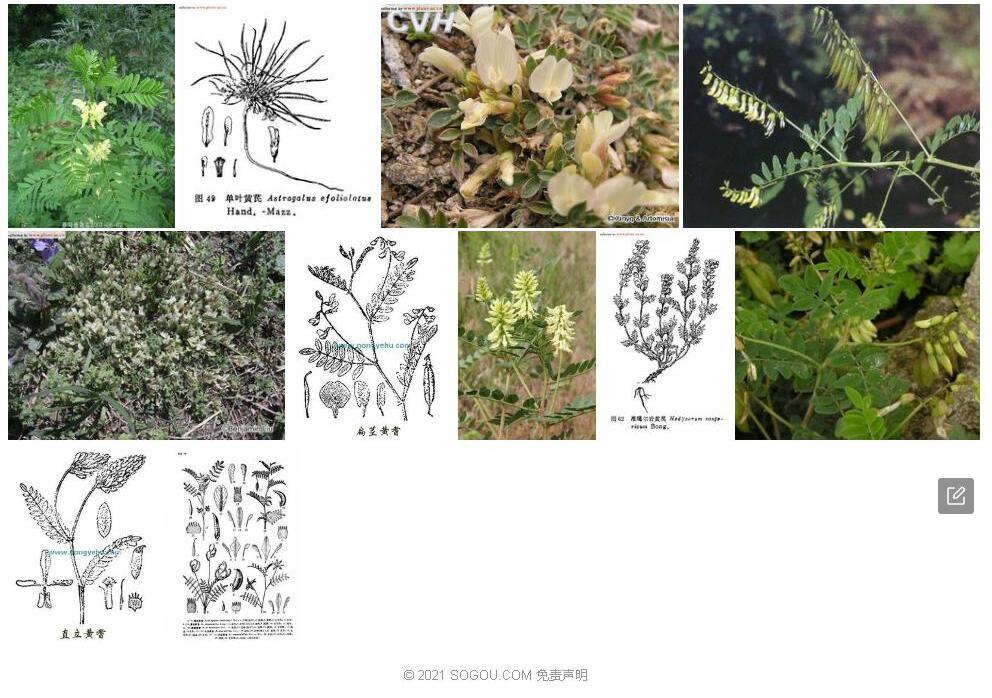 单叶黄耆照片和图片/