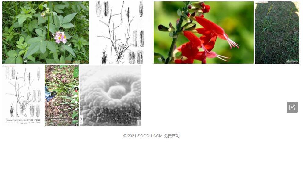单序草照片和图片/