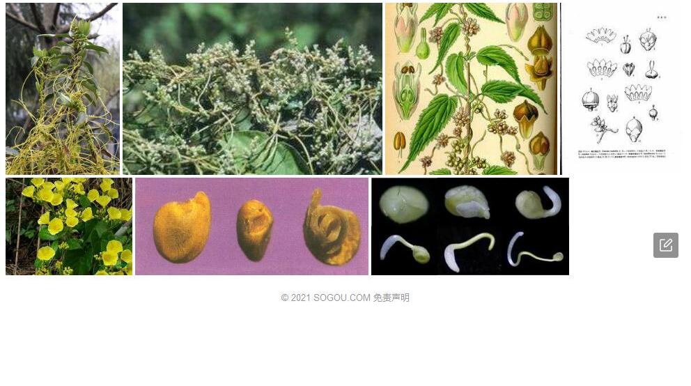 单柱菟丝子照片和图片/