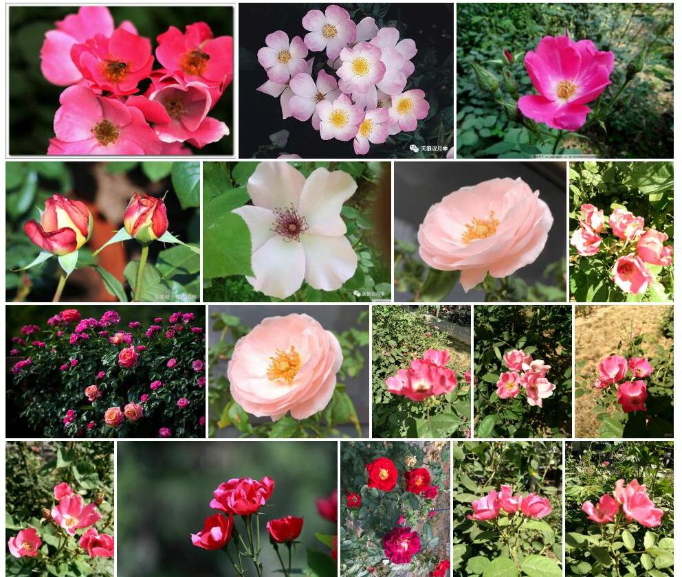 单瓣月季花照片和图片/