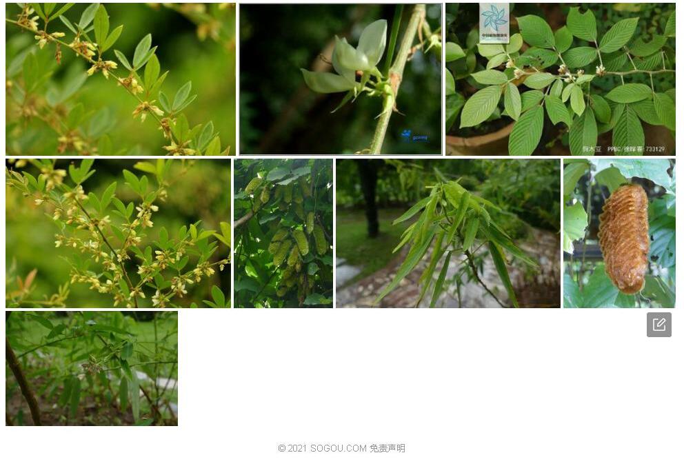 单节假木豆照片和图片/