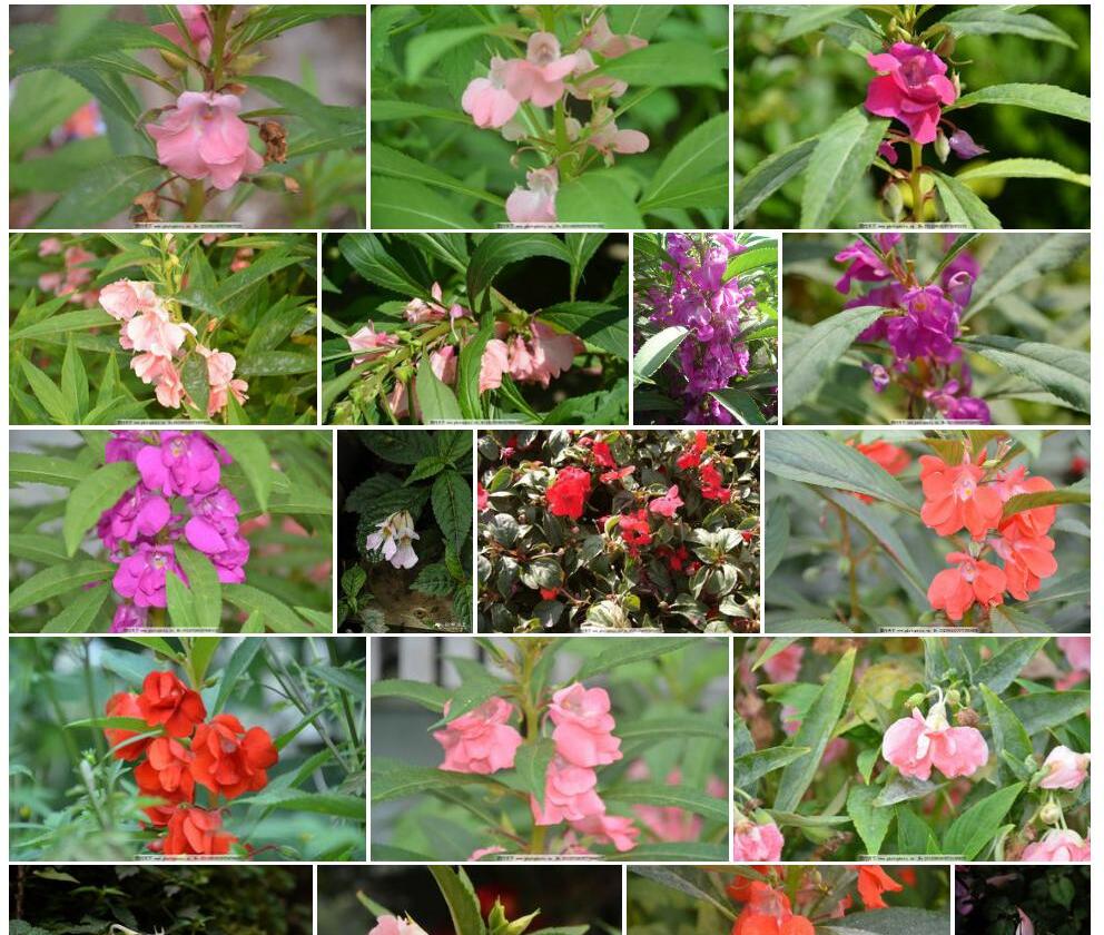 单花凤仙花照片和图片/