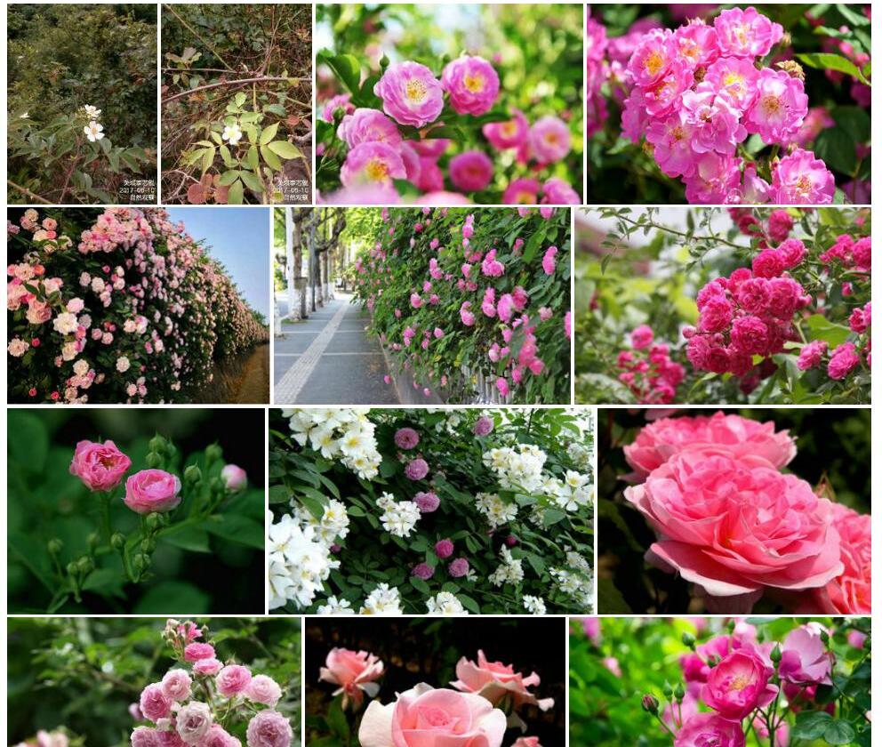 单花合柱蔷薇照片和图片/