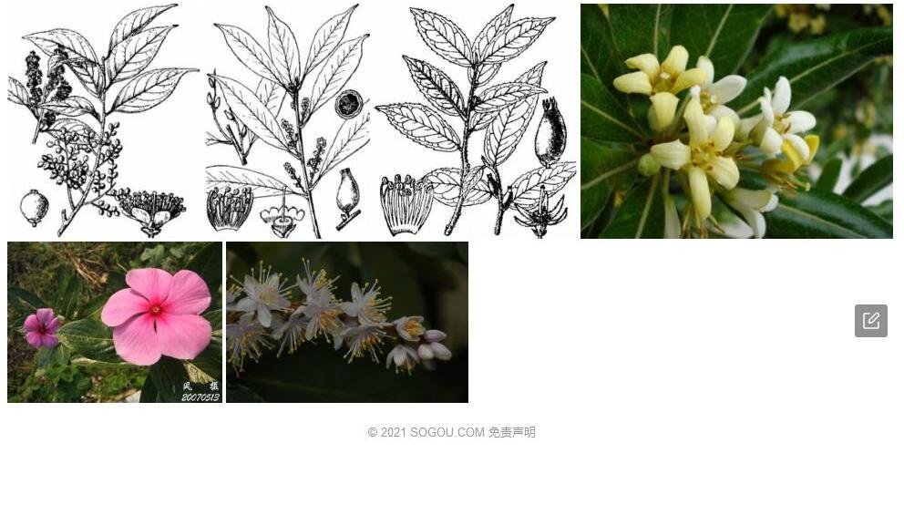 单花山矾照片和图片/