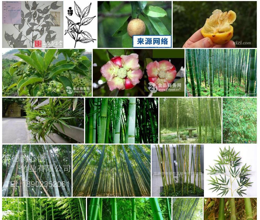单花山竹子照片和图片/