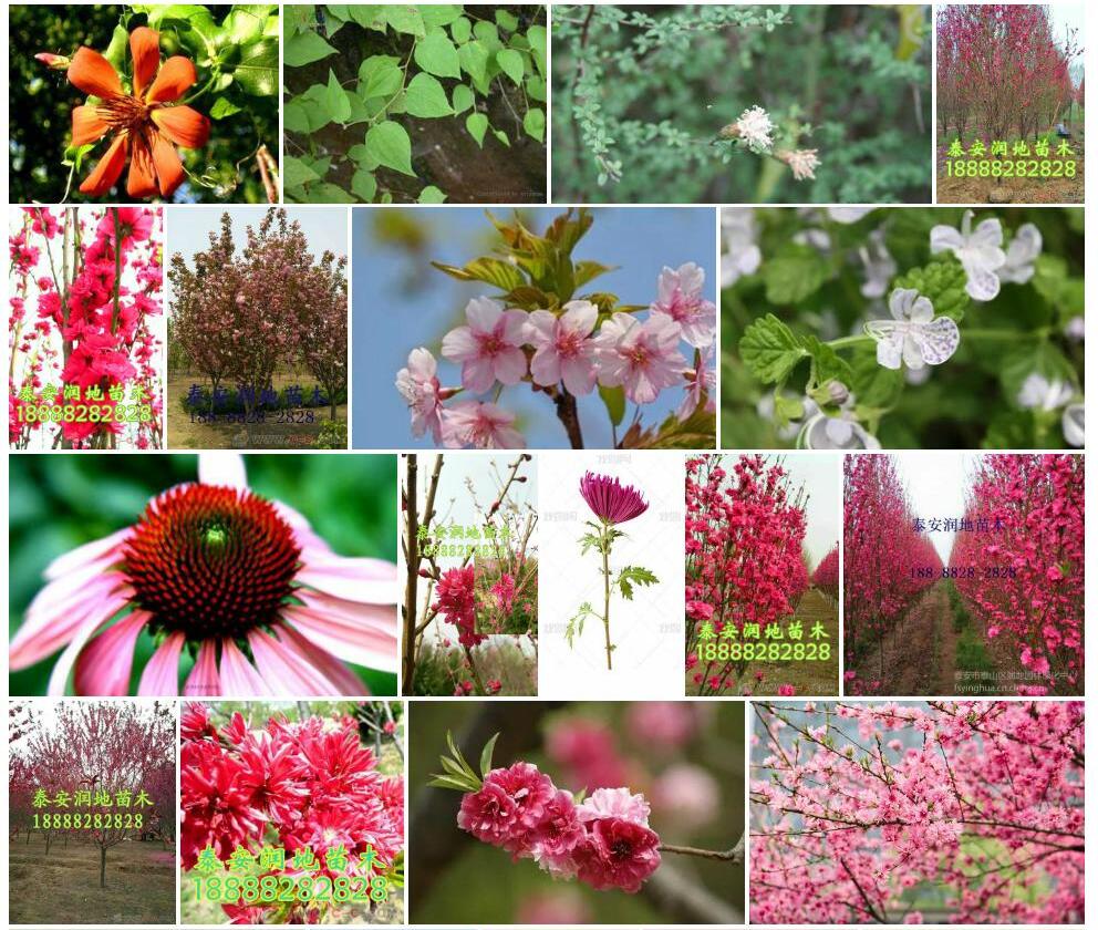 单花帚菊照片和图片/