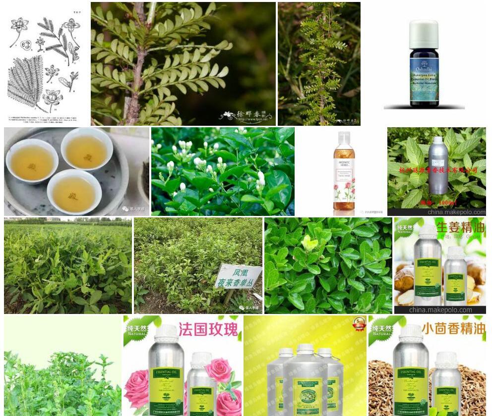 单花水油甘照片和图片/