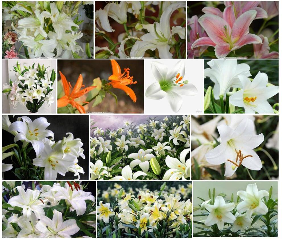 单花百合照片和图片/